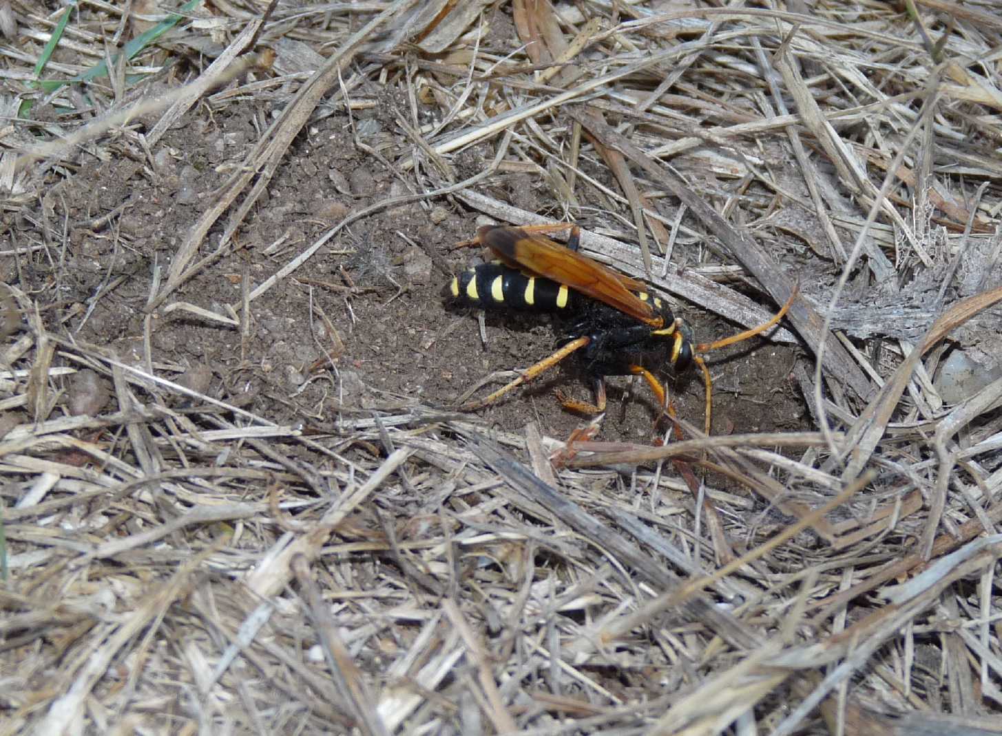 Batozonellus lacerticida con Argiope bruennichi